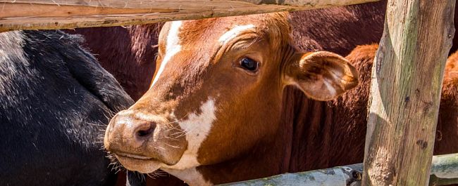 A cow in a crush pen